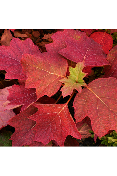 Hydrangea Alice осіннє забарвлення листя